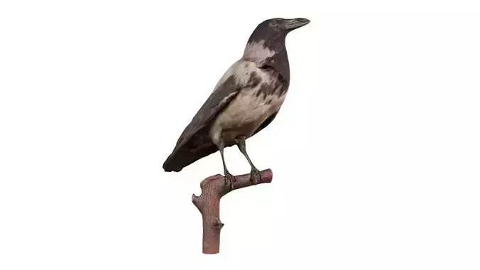 Hooded Crow Corvus Cornix