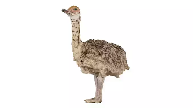 Infant Ostrich Struthio Camelus