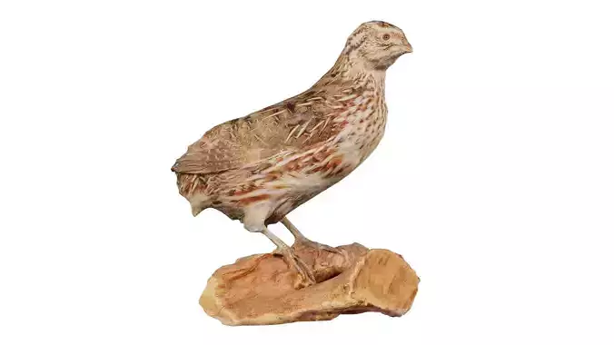 Japanese Quail Coturnix Japonica