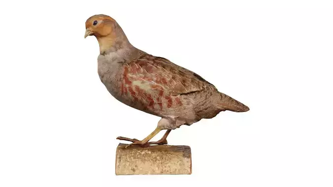 Partridge Galliform Perdicinae Phasianidae Low-poly 3D model