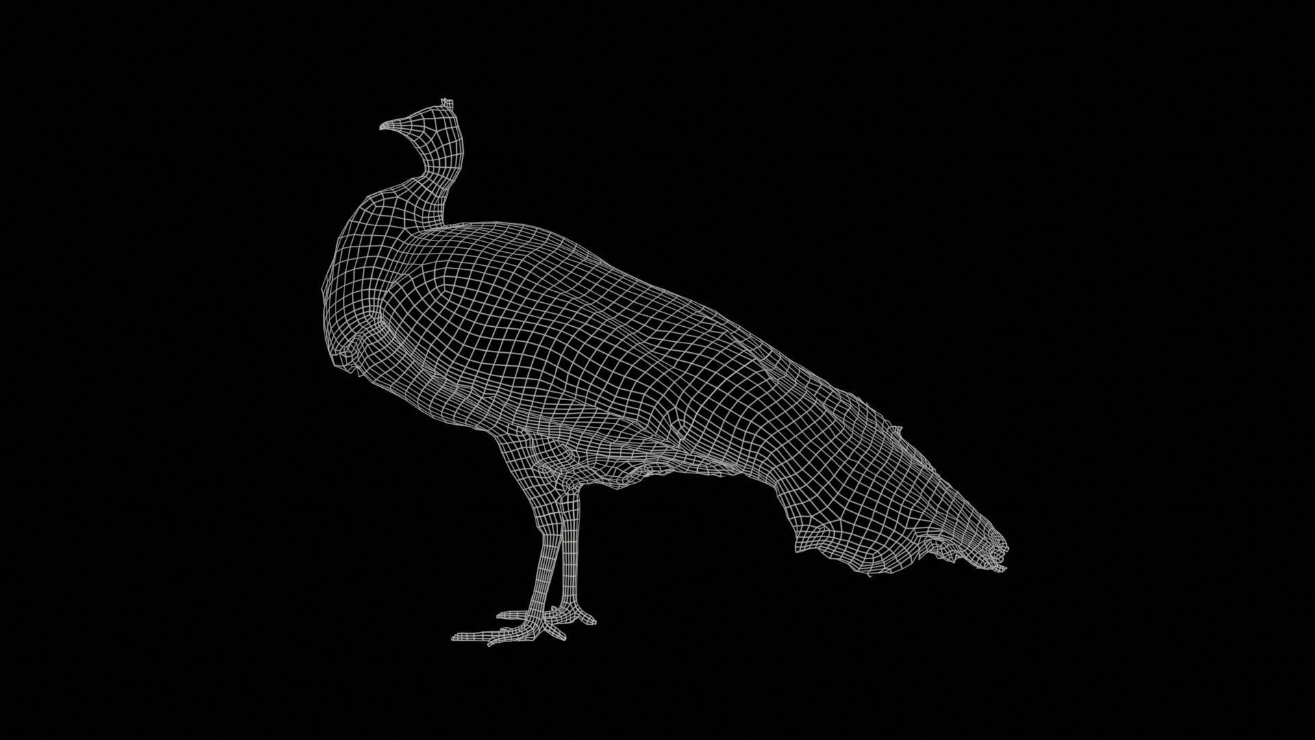 Peacock Peafowl Low-poly 3D model_11