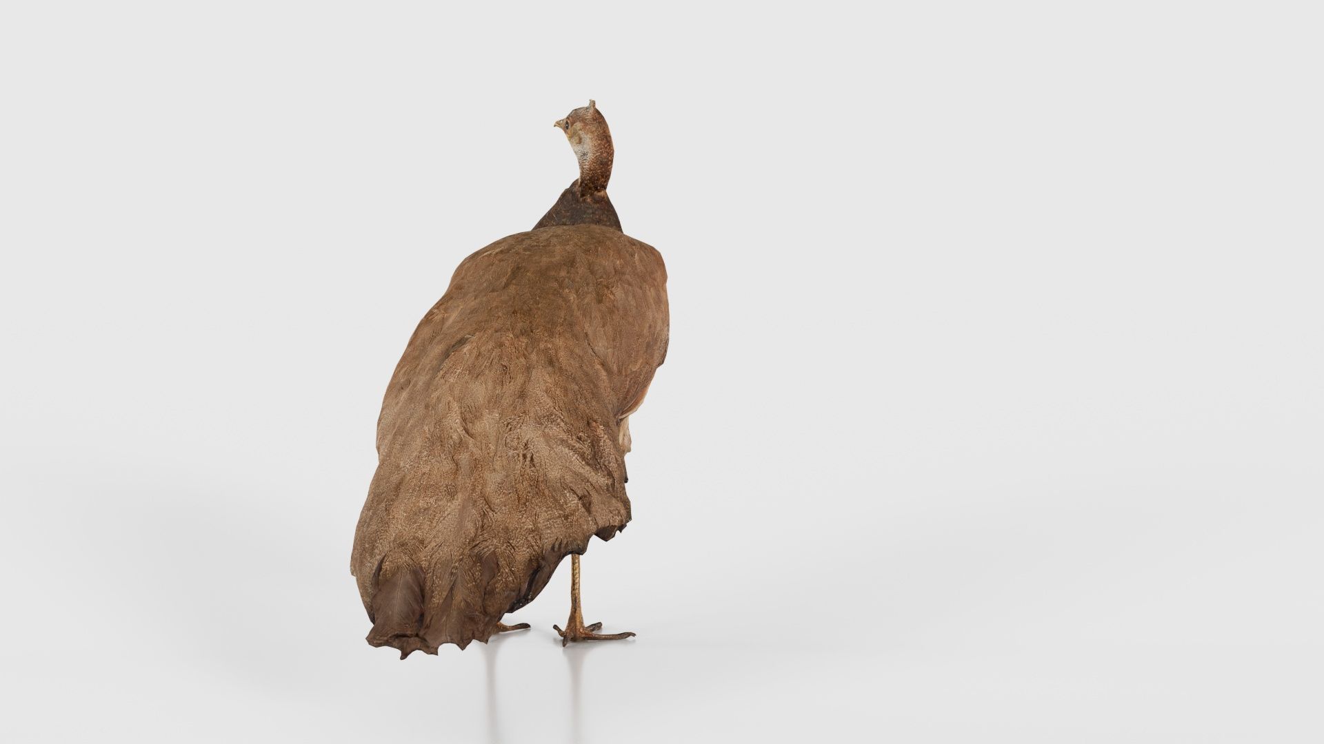 Peacock Peafowl Low-poly 3D model_24