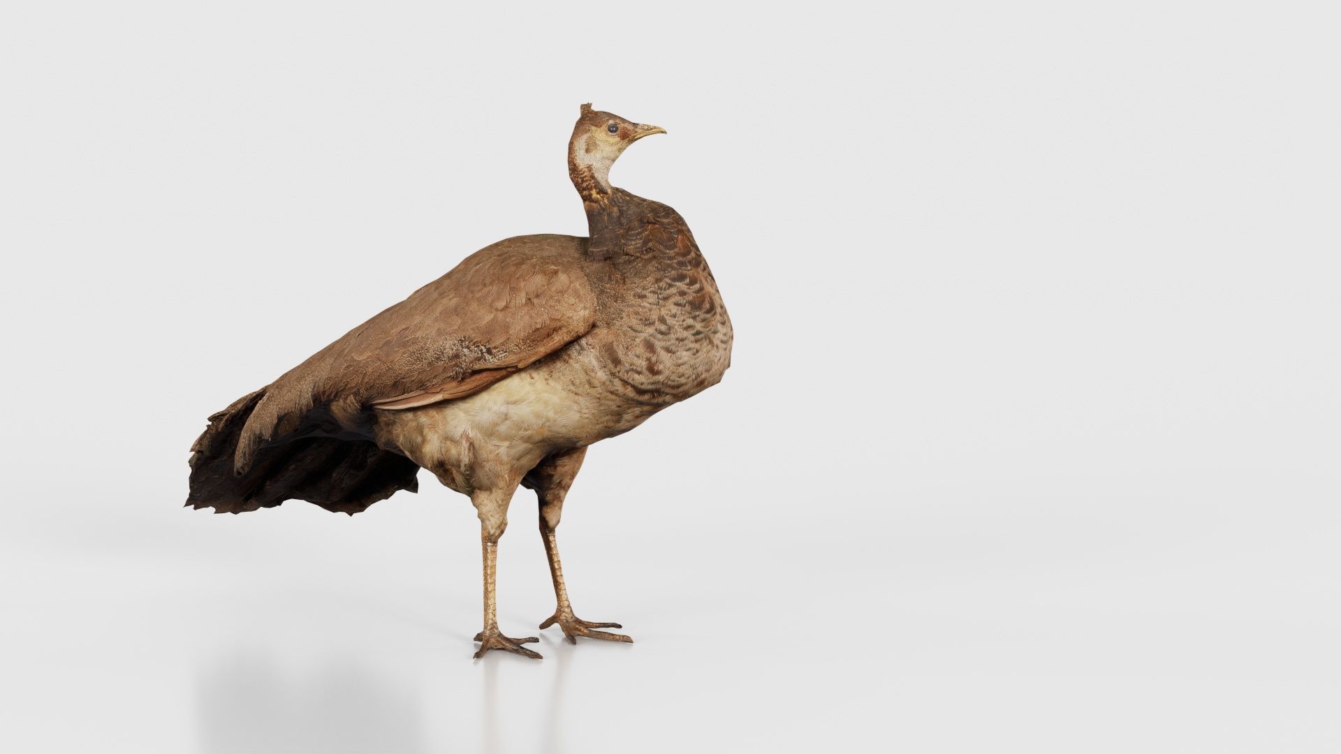 Peacock Peafowl Low-poly 3D model_20