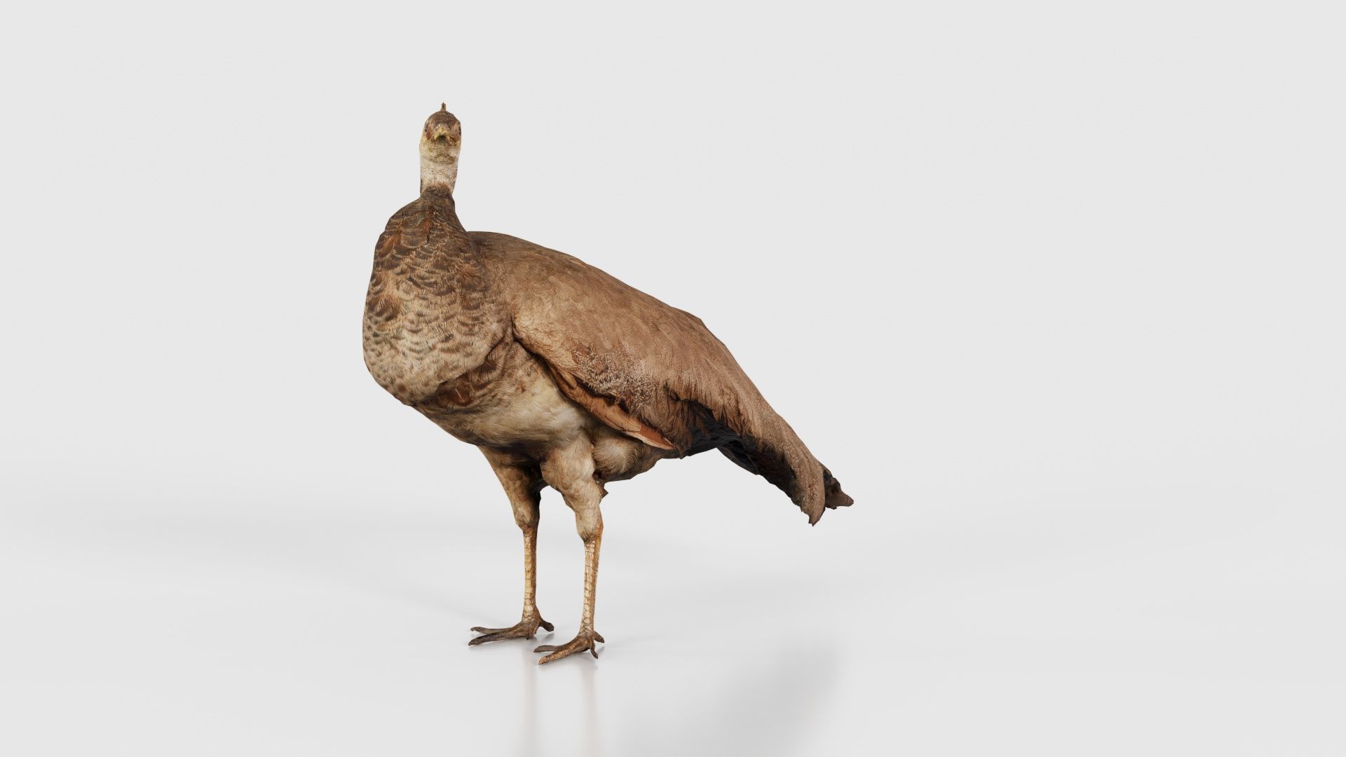 Peacock Peafowl Low-poly 3D model_17