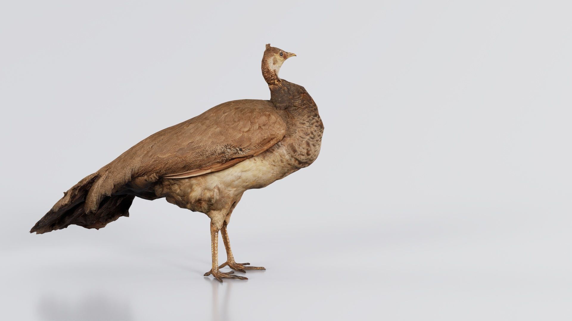 Peacock Peafowl Low-poly 3D model_1