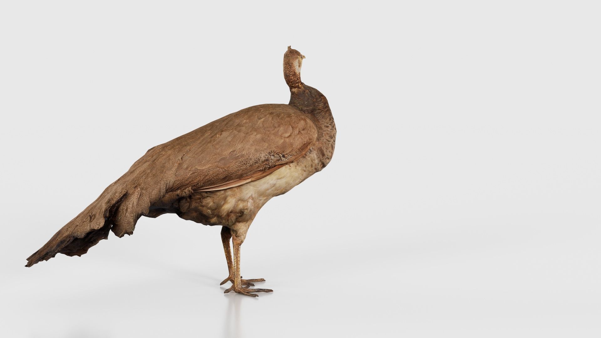 Peacock Peafowl Low-poly 3D model_22