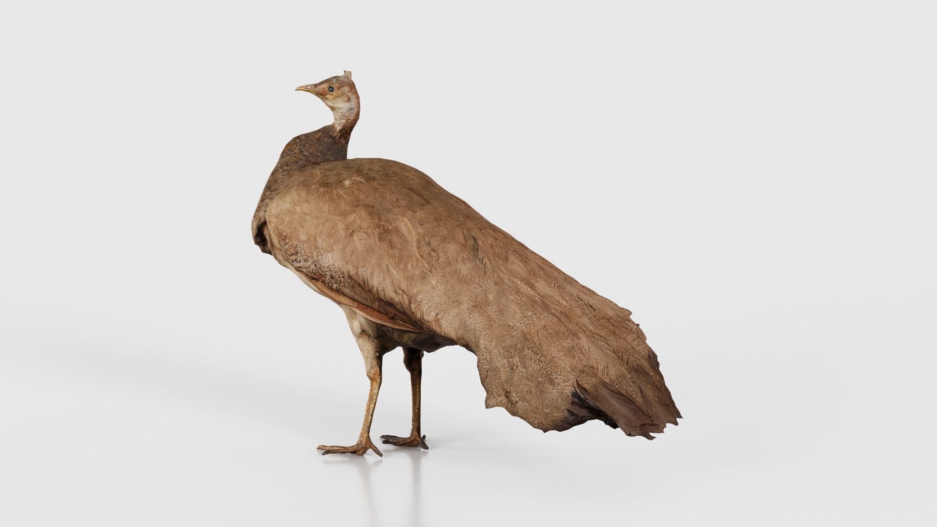 Peacock Peafowl Low-poly 3D model_26