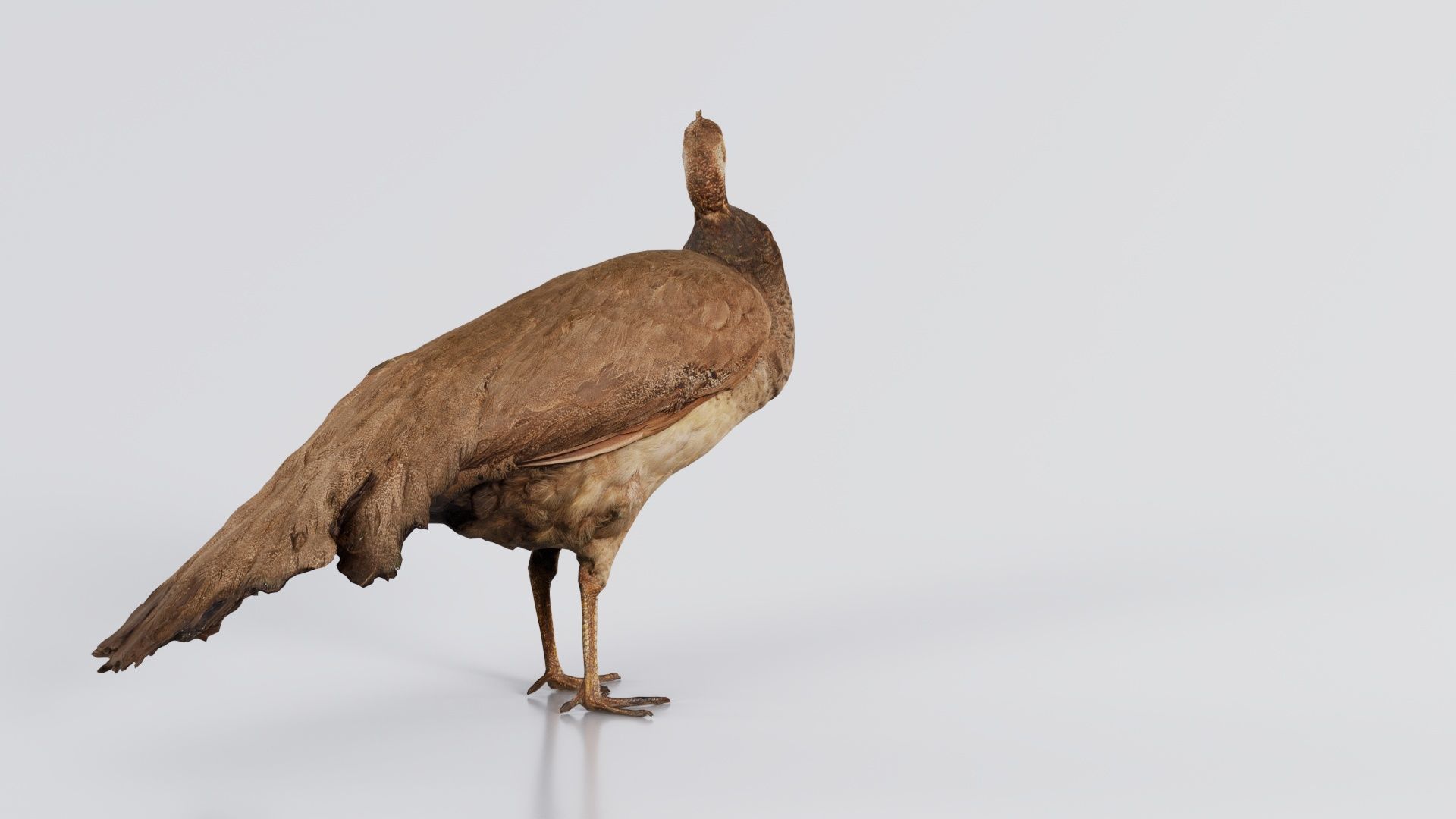 Peacock Peafowl Low-poly 3D model_5