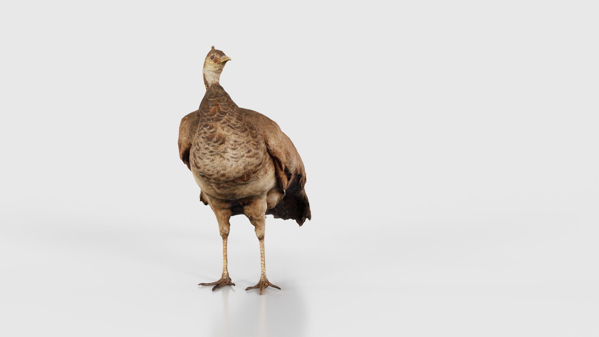 Peacock Peafowl Low-poly 3D model_18