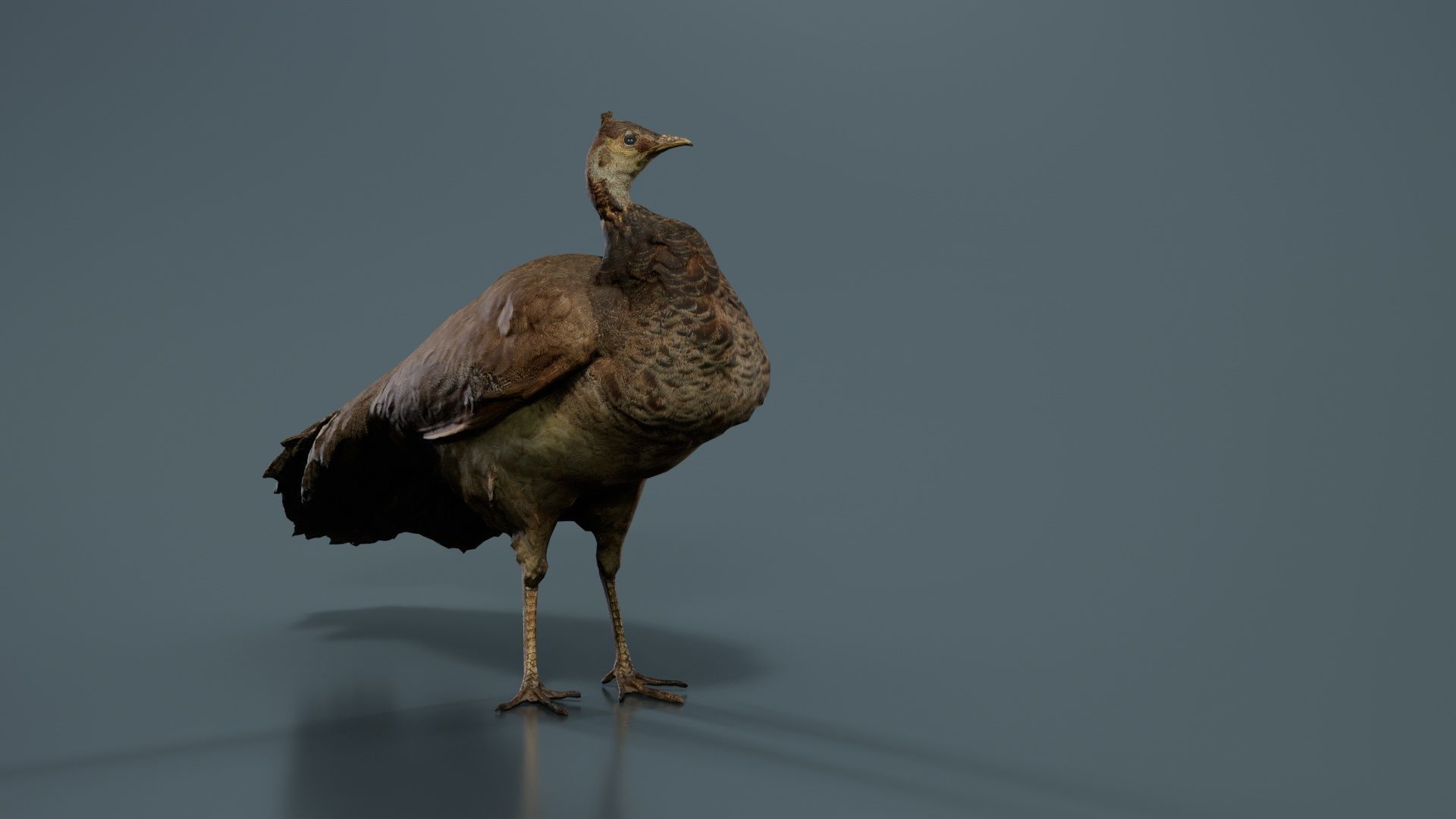 Peacock Peafowl Low-poly 3D model_8