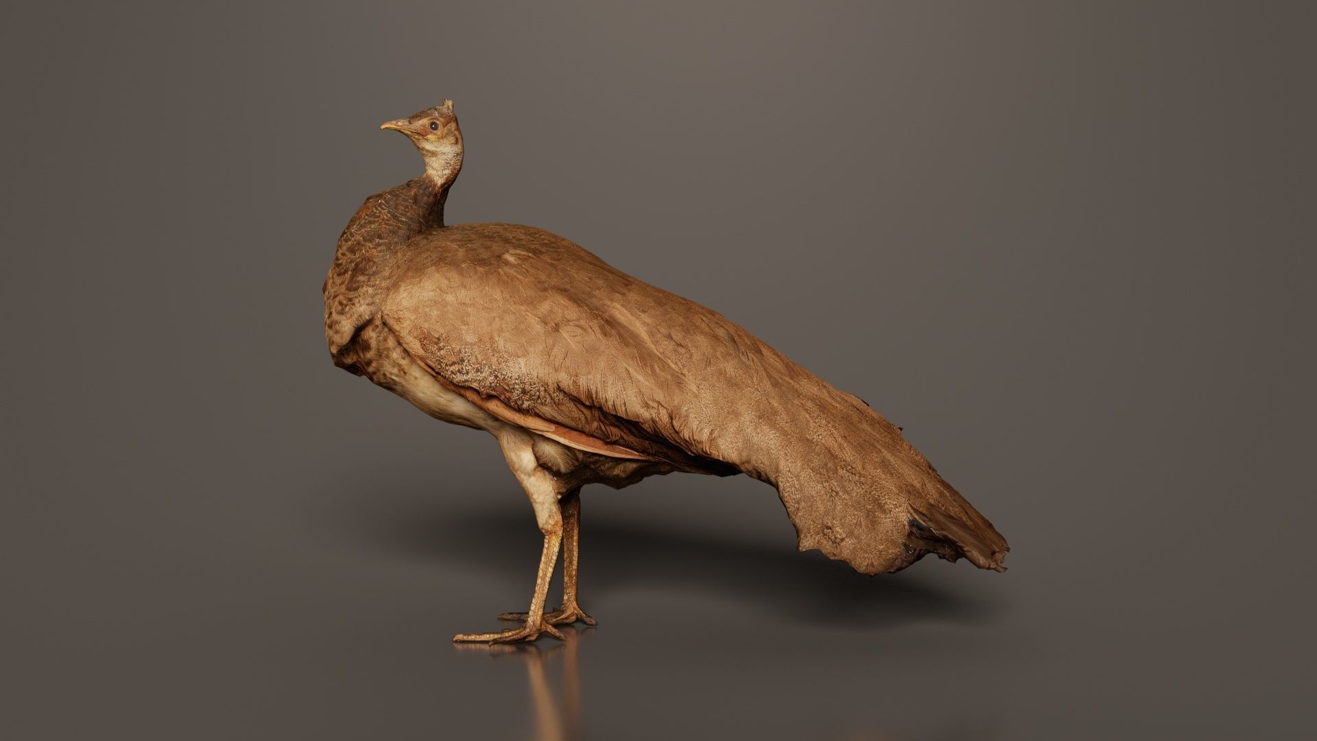 Peacock Peafowl Low-poly 3D model_6