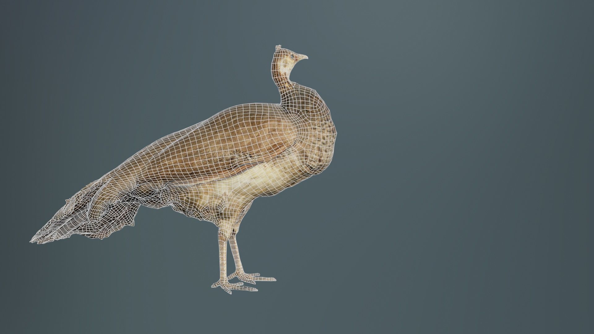 Peacock Peafowl Low-poly 3D model_10