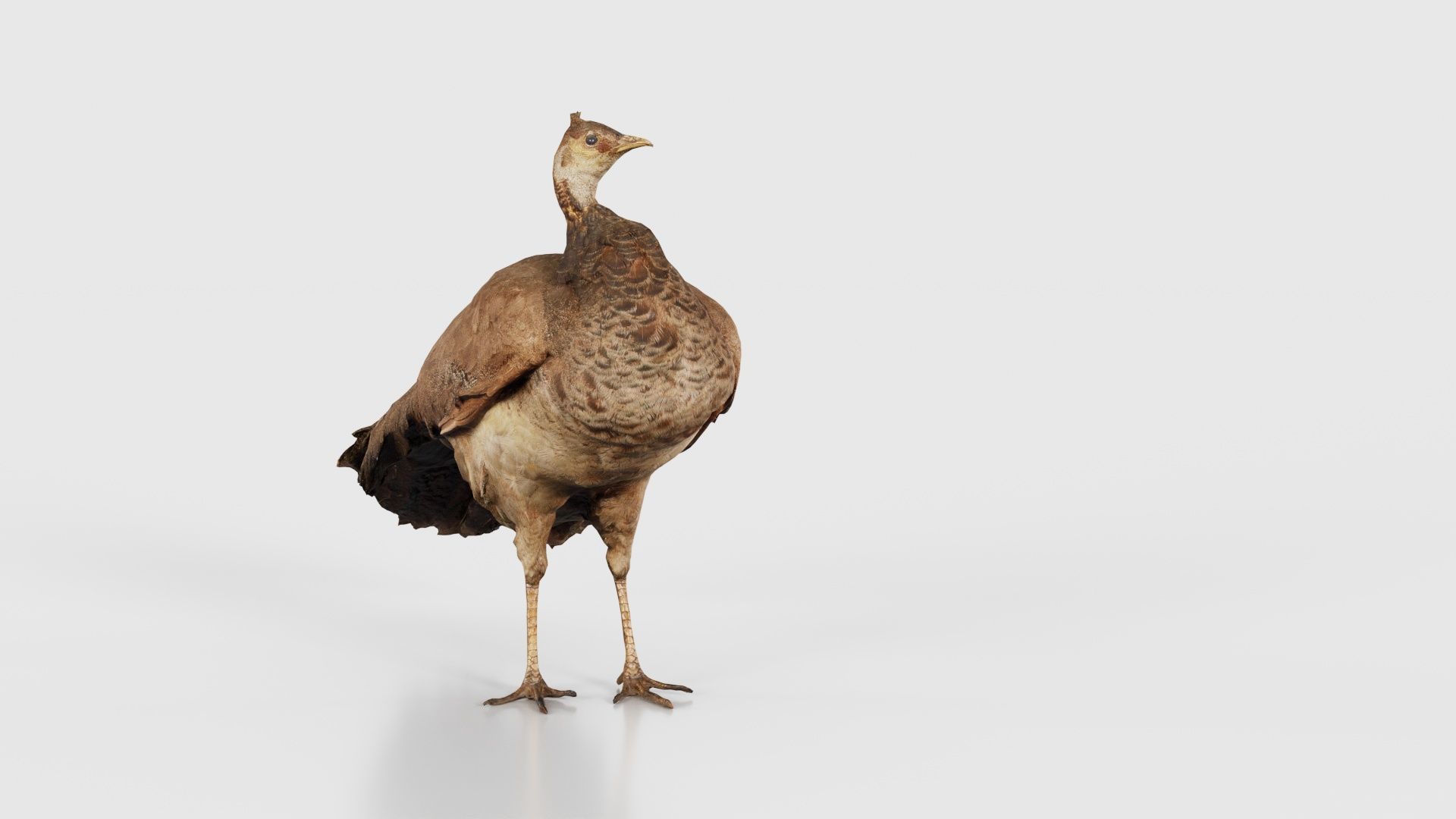 Peacock Peafowl Low-poly 3D model_19