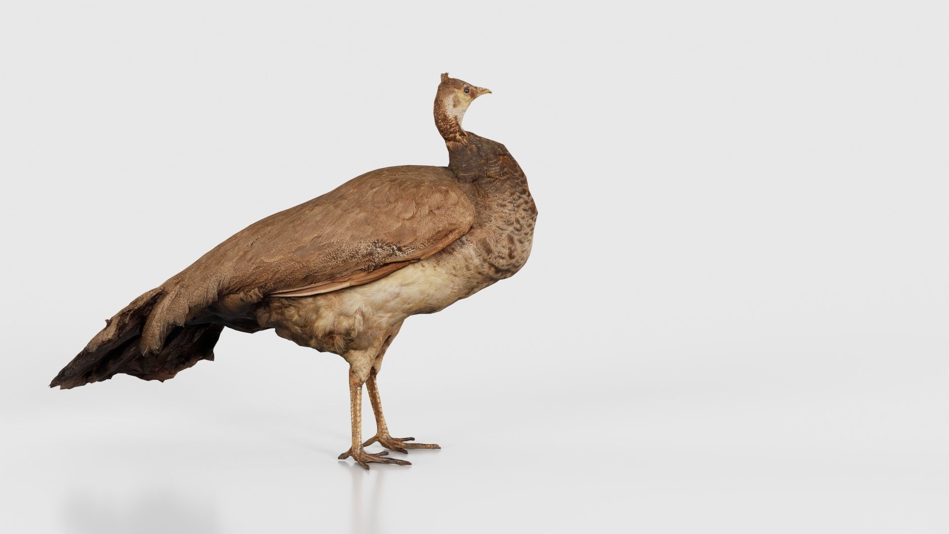 Peacock Peafowl Low-poly 3D model_21