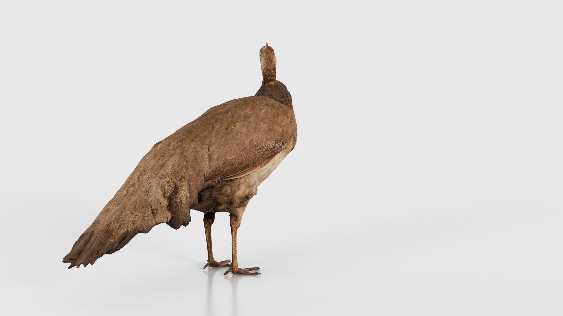 Peacock Peafowl Low-poly 3D model_23