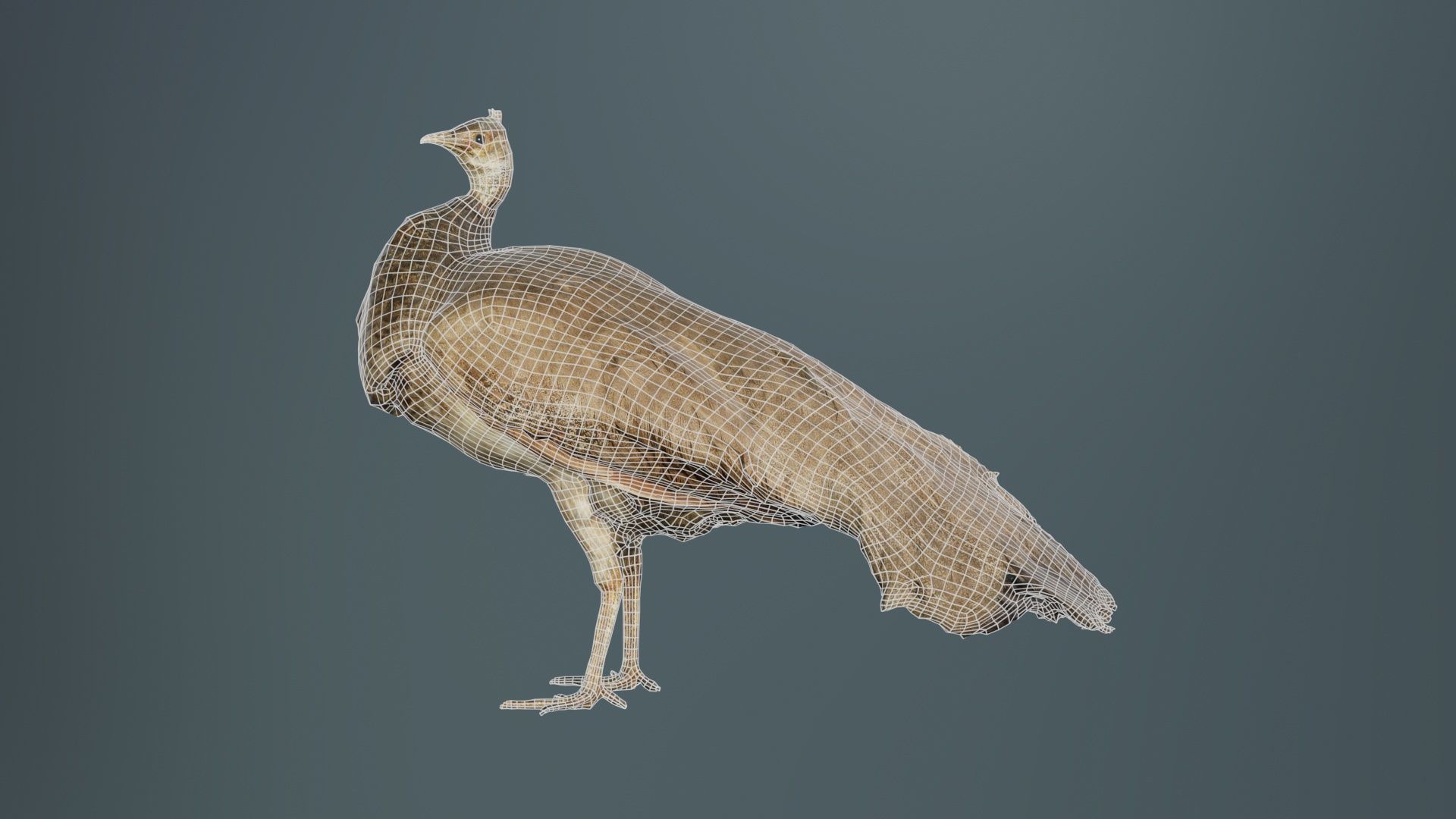 Peacock Peafowl Low-poly 3D model_9