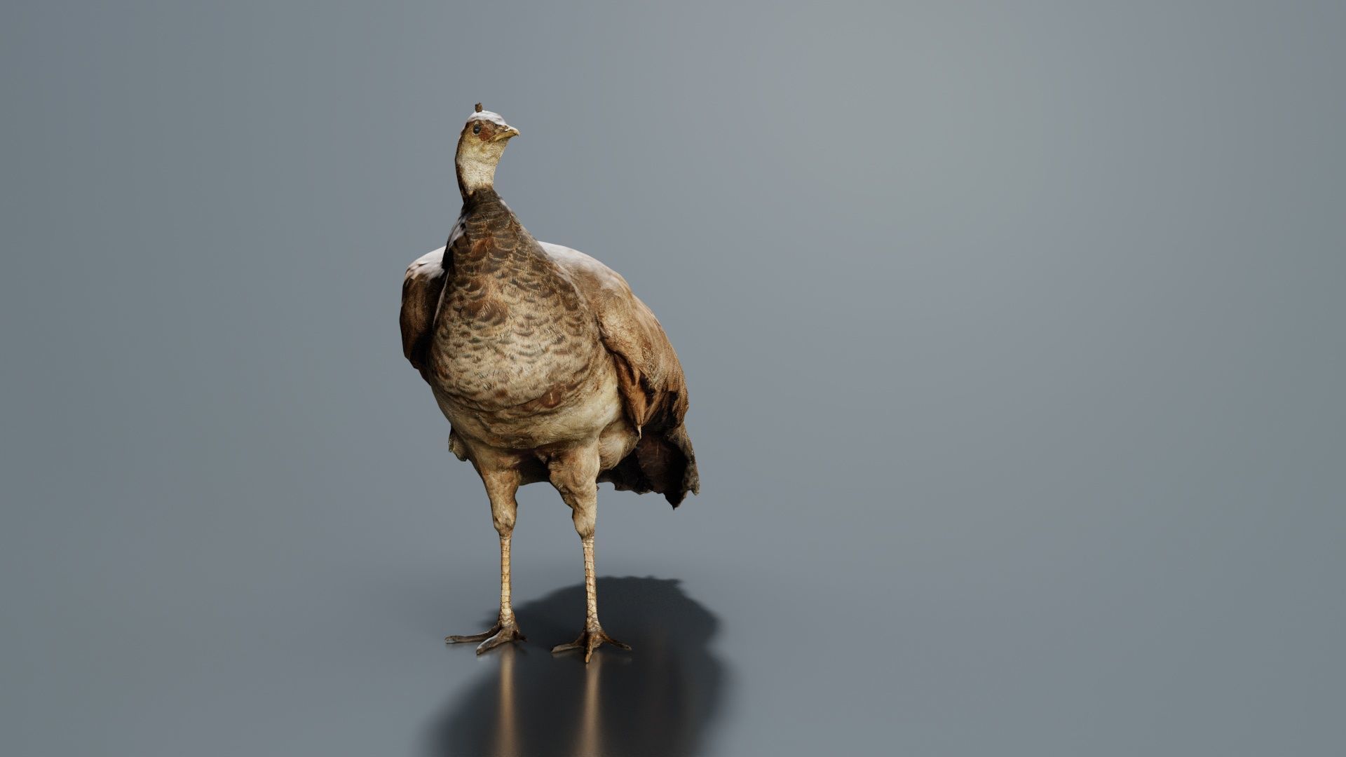 Peacock Peafowl Low-poly 3D model_3