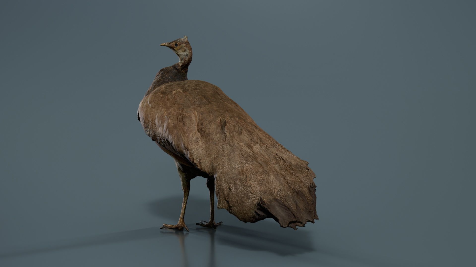 Peacock Peafowl Low-poly 3D model_7