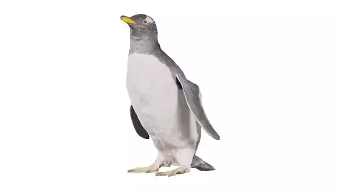 Penguin Sphenisciformes Spheniscidae