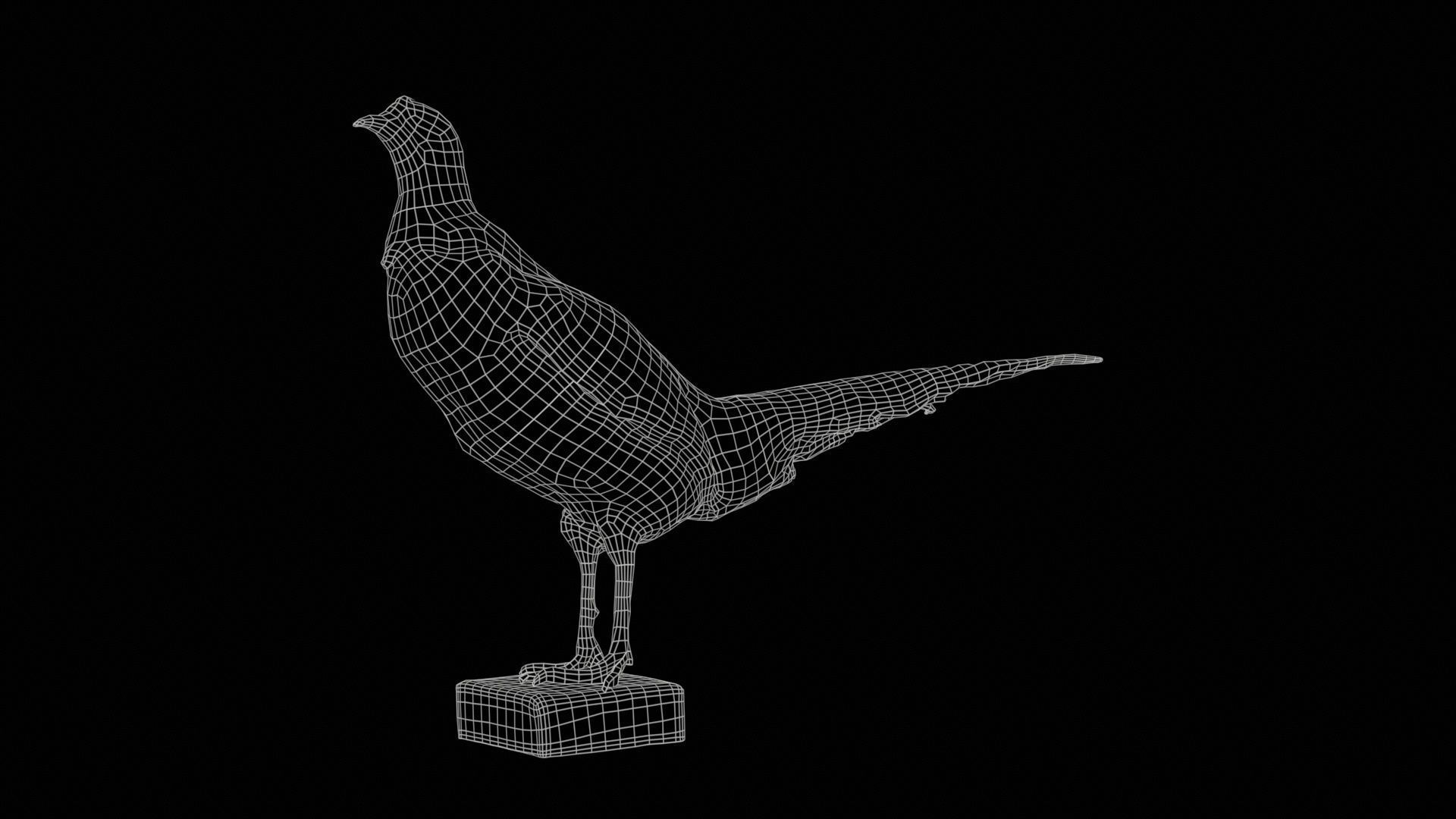 Pheasant Phasianidae Galliformes Low-poly 3D model_11