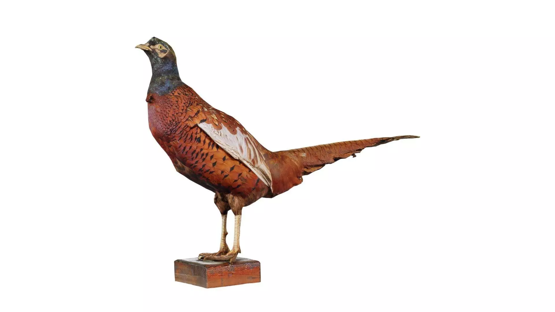 Pheasant Phasianidae Galliformes Low-poly 3D model_0