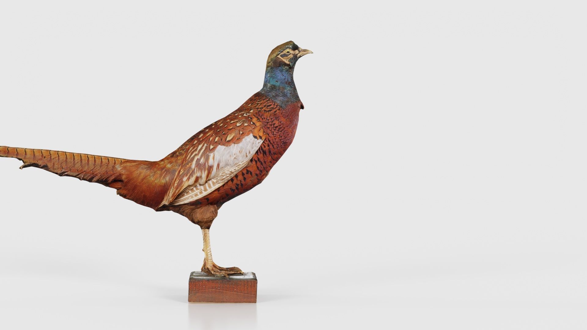 Pheasant Phasianidae Galliformes Low-poly 3D model_20