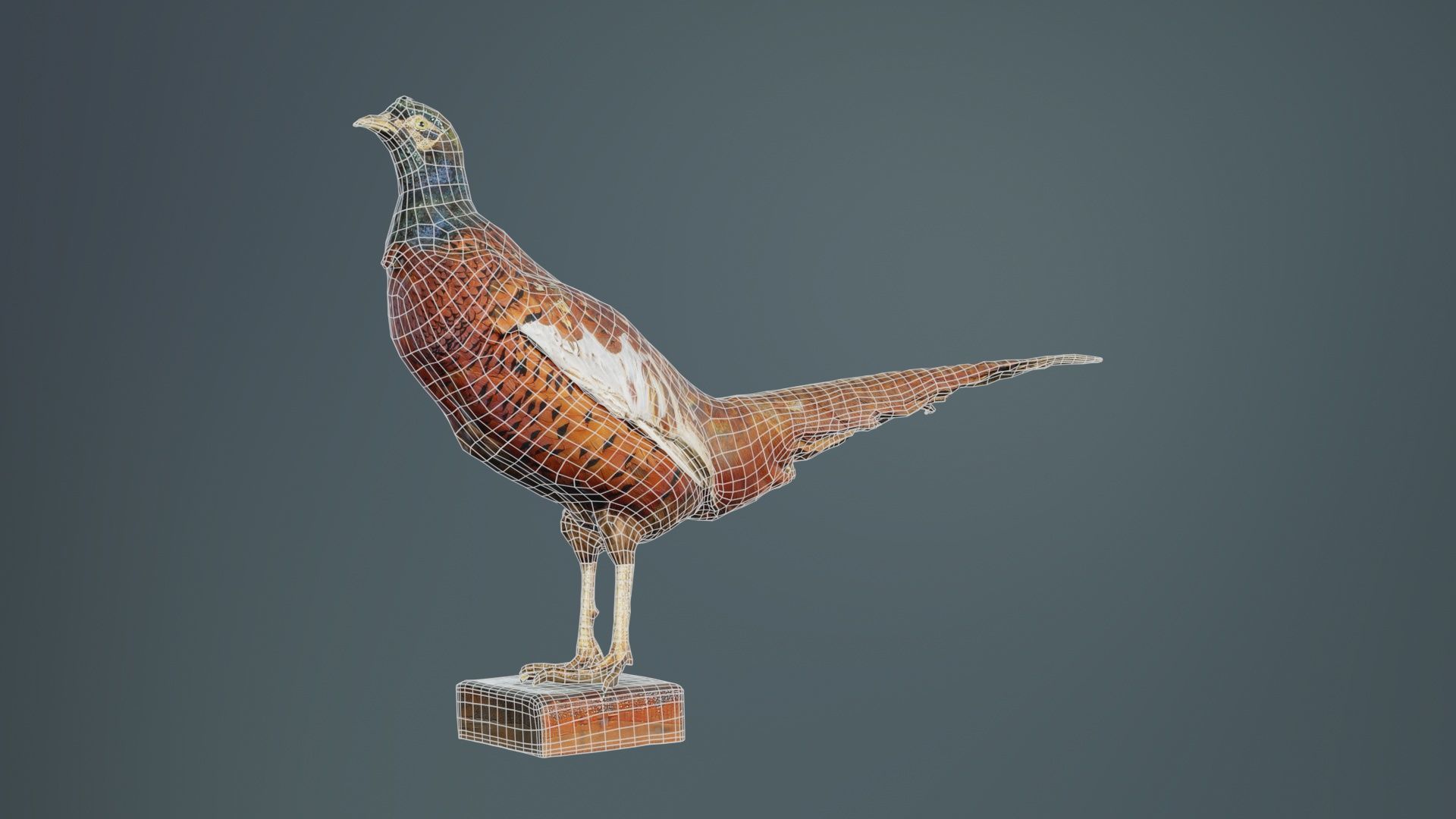 Pheasant Phasianidae Galliformes Low-poly 3D model_9