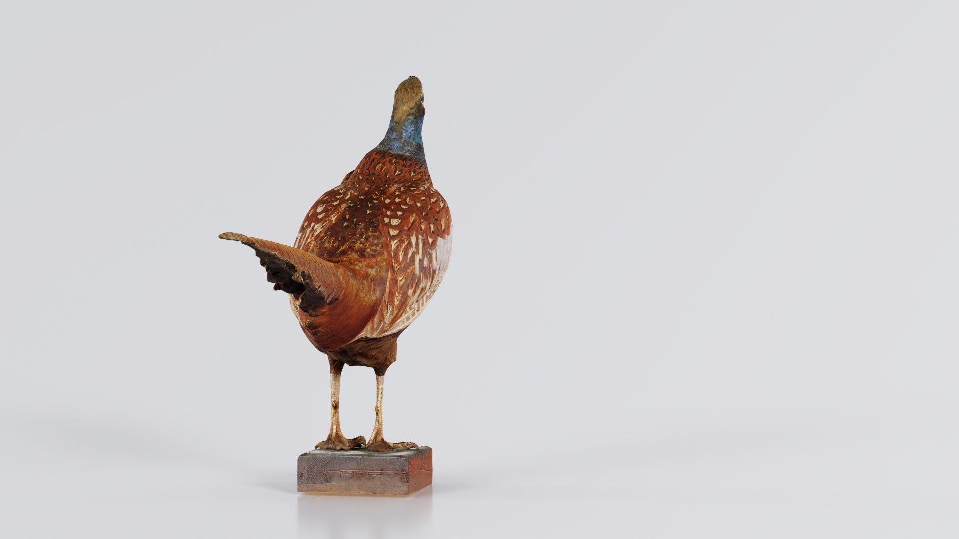 Pheasant Phasianidae Galliformes Low-poly 3D model_1