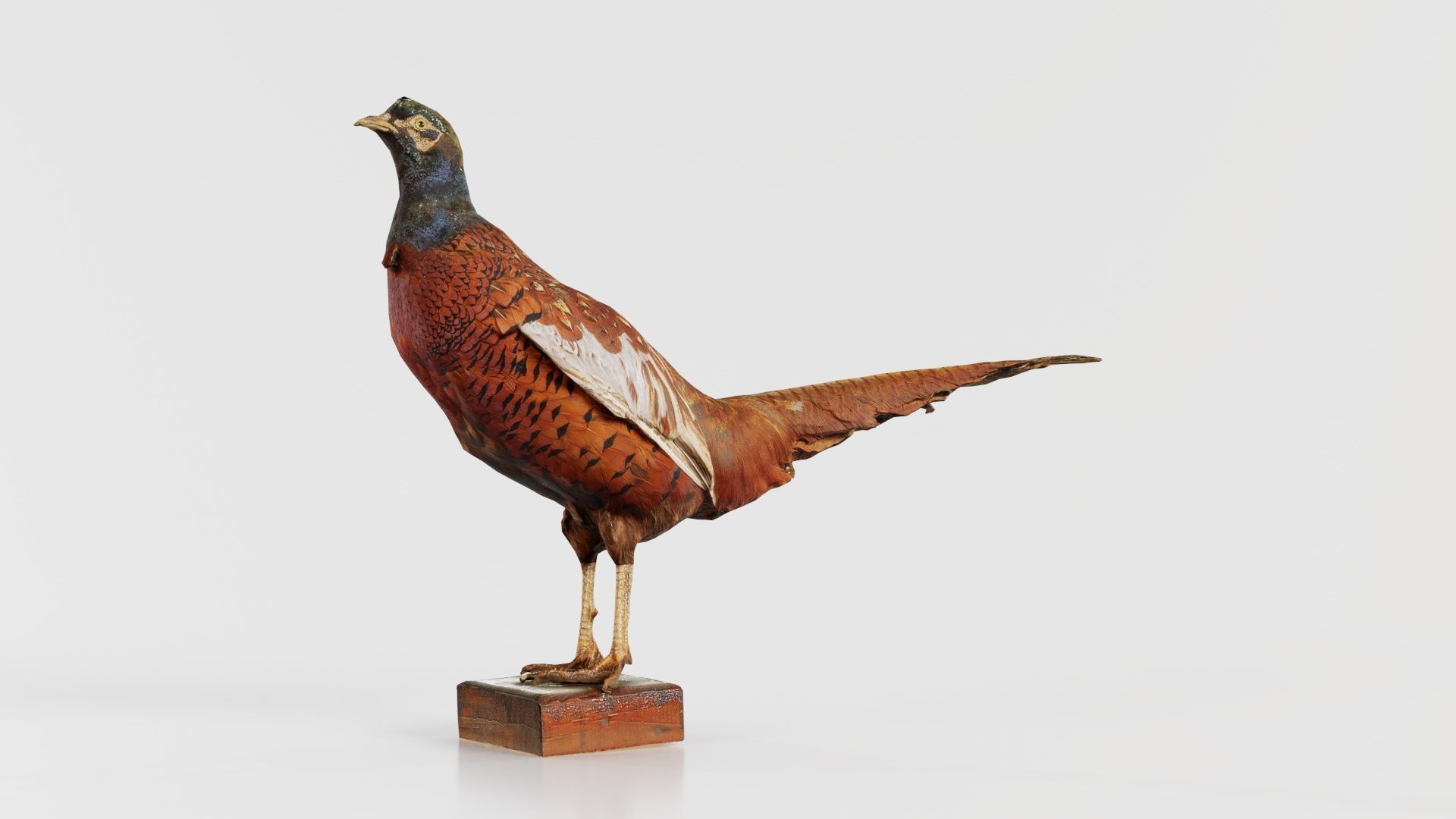 Pheasant Phasianidae Galliformes Low-poly 3D model_8