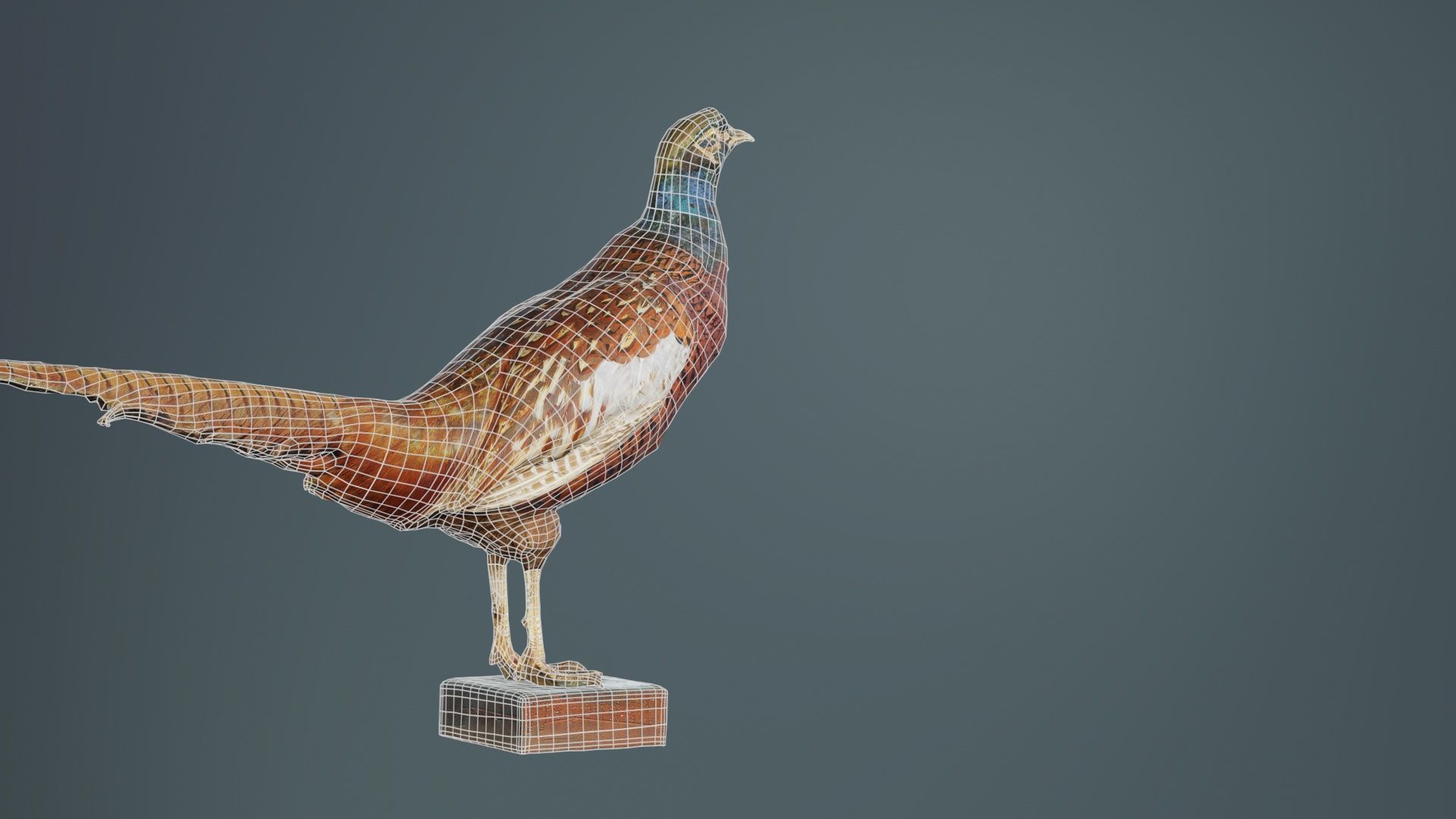 Pheasant Phasianidae Galliformes Low-poly 3D model_10