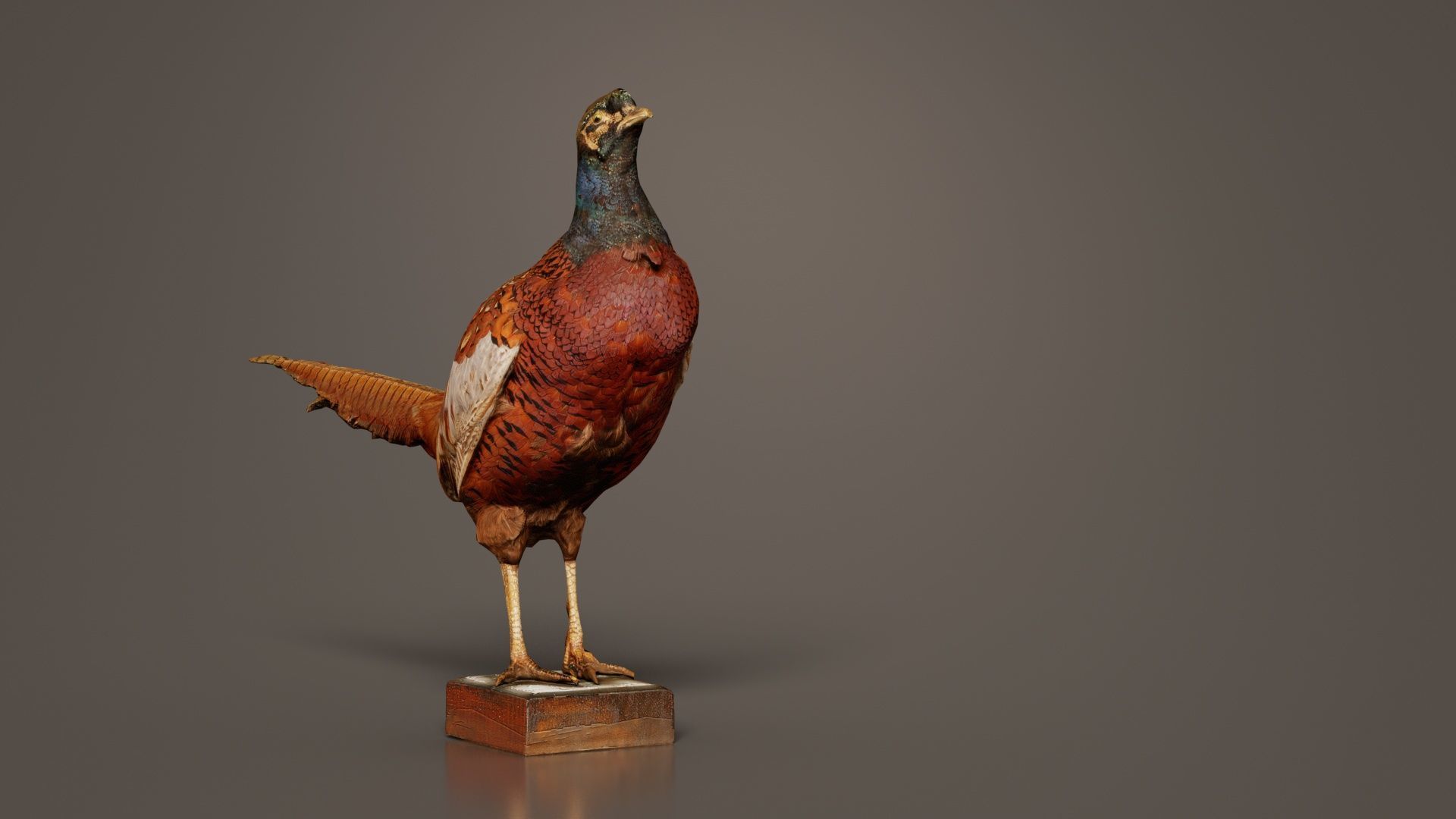 Pheasant Phasianidae Galliformes Low-poly 3D model_6