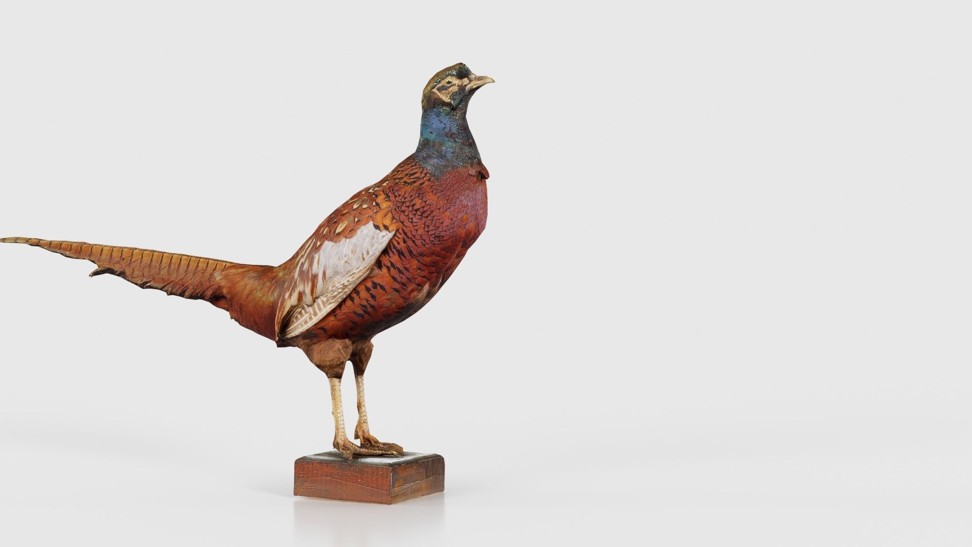 Pheasant Phasianidae Galliformes Low-poly 3D model_19