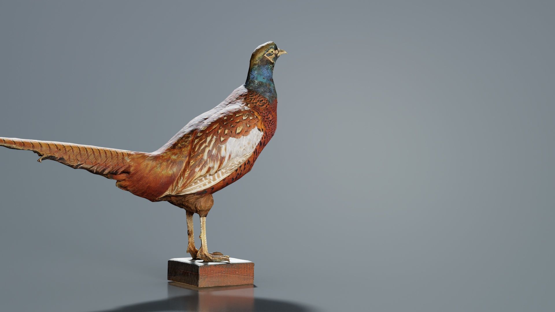 Pheasant Phasianidae Galliformes Low-poly 3D model_5