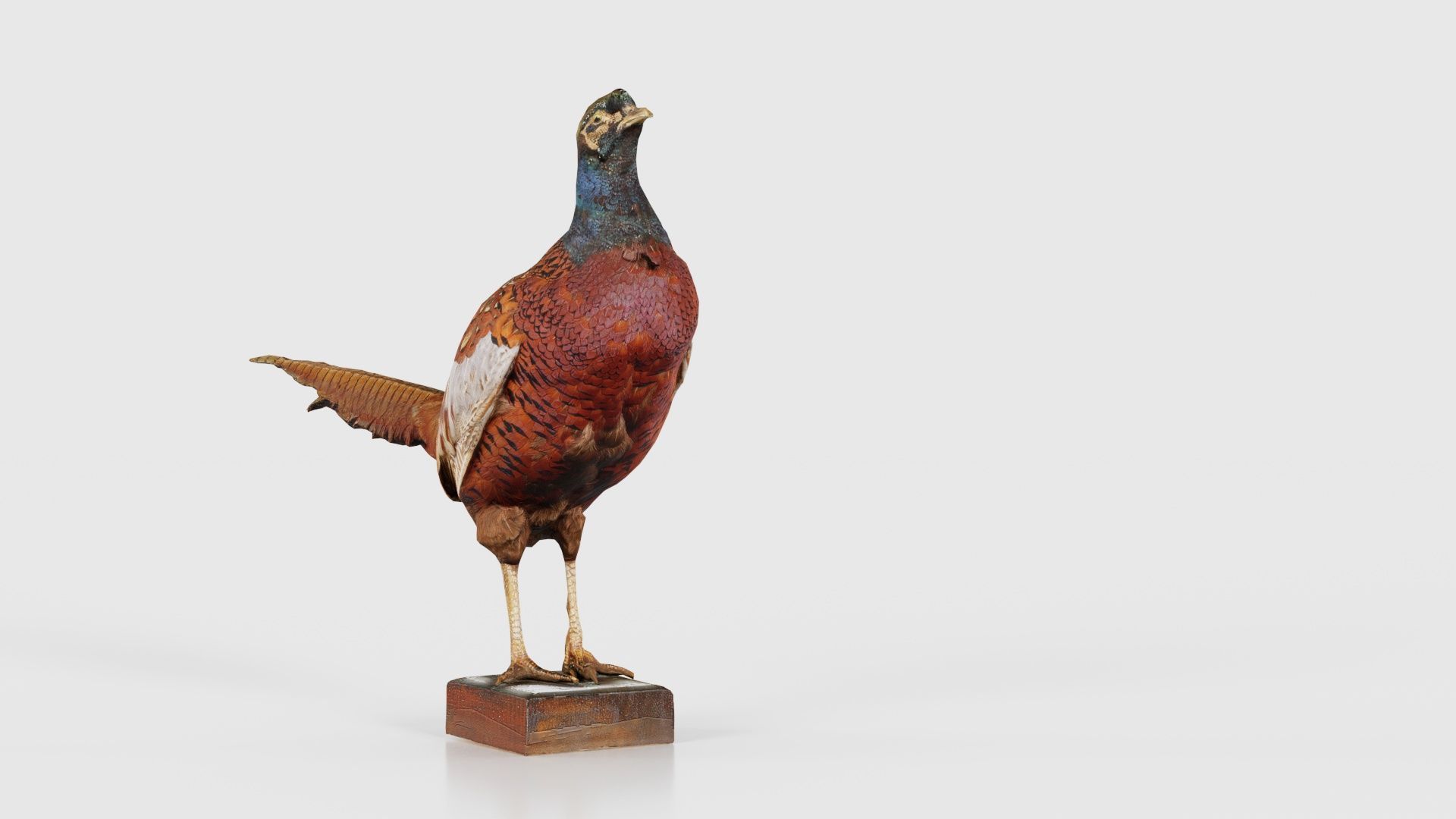Pheasant Phasianidae Galliformes Low-poly 3D model_18