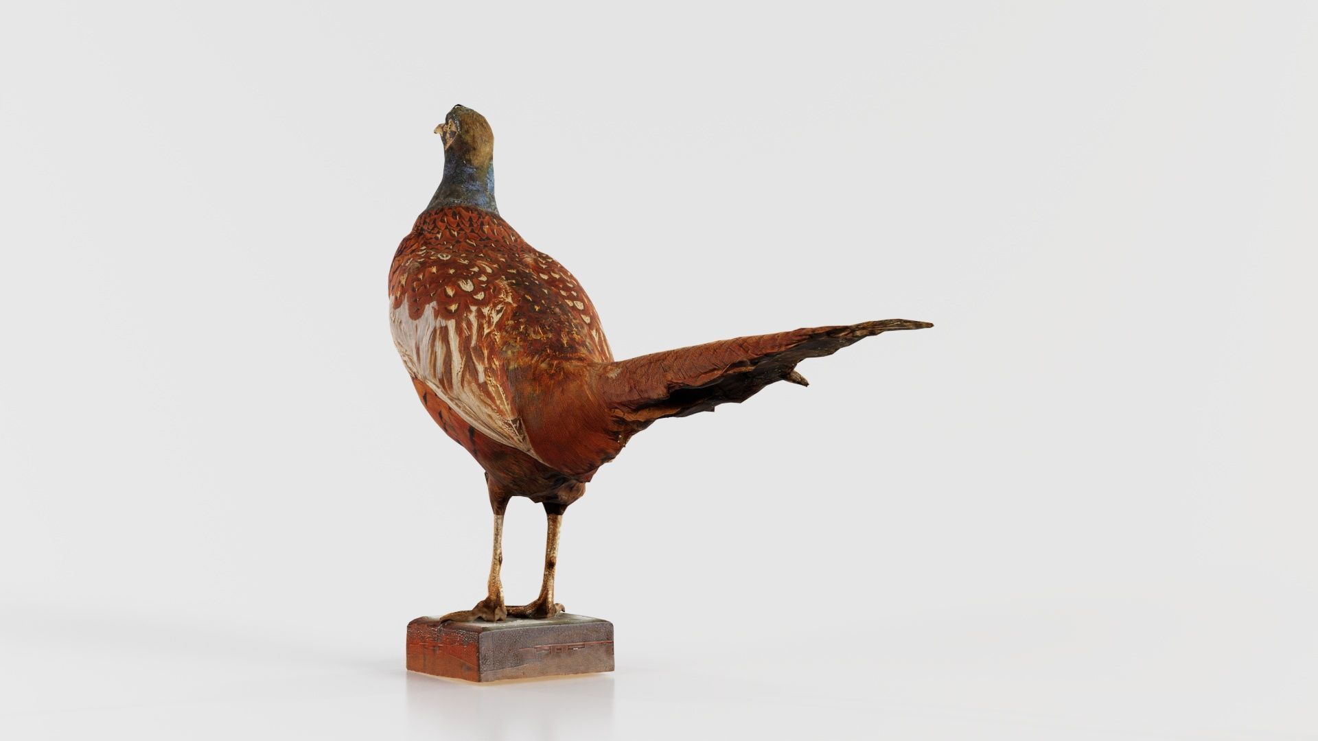 Pheasant Phasianidae Galliformes Low-poly 3D model_2