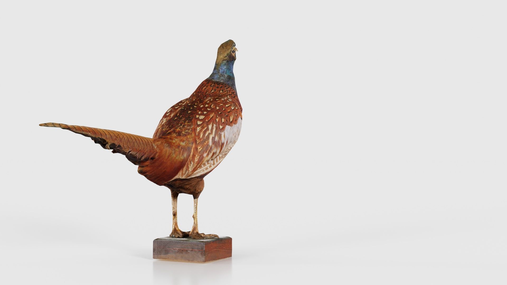 Pheasant Phasianidae Galliformes Low-poly 3D model_22