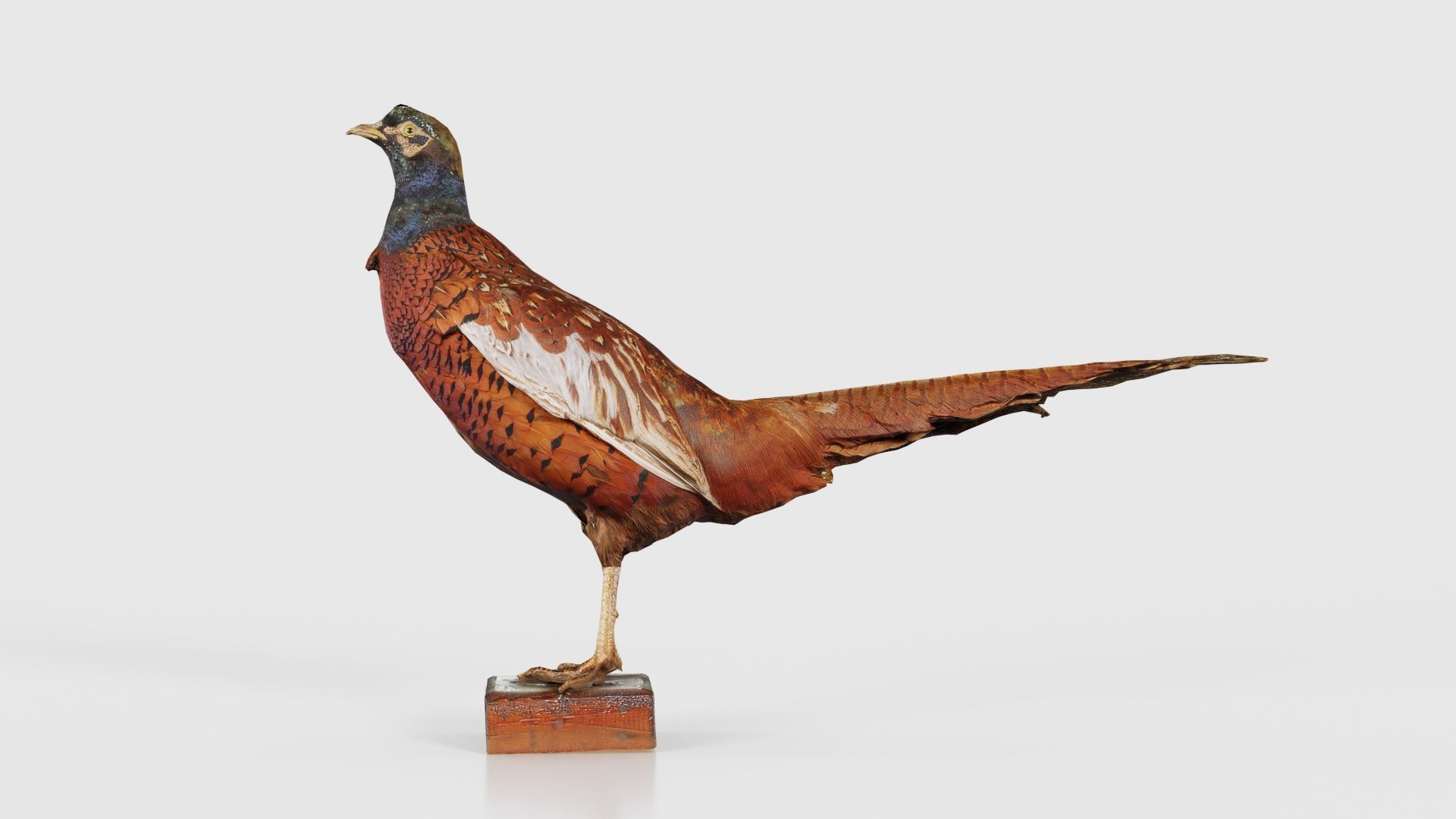 Pheasant Phasianidae Galliformes Low-poly 3D model_26