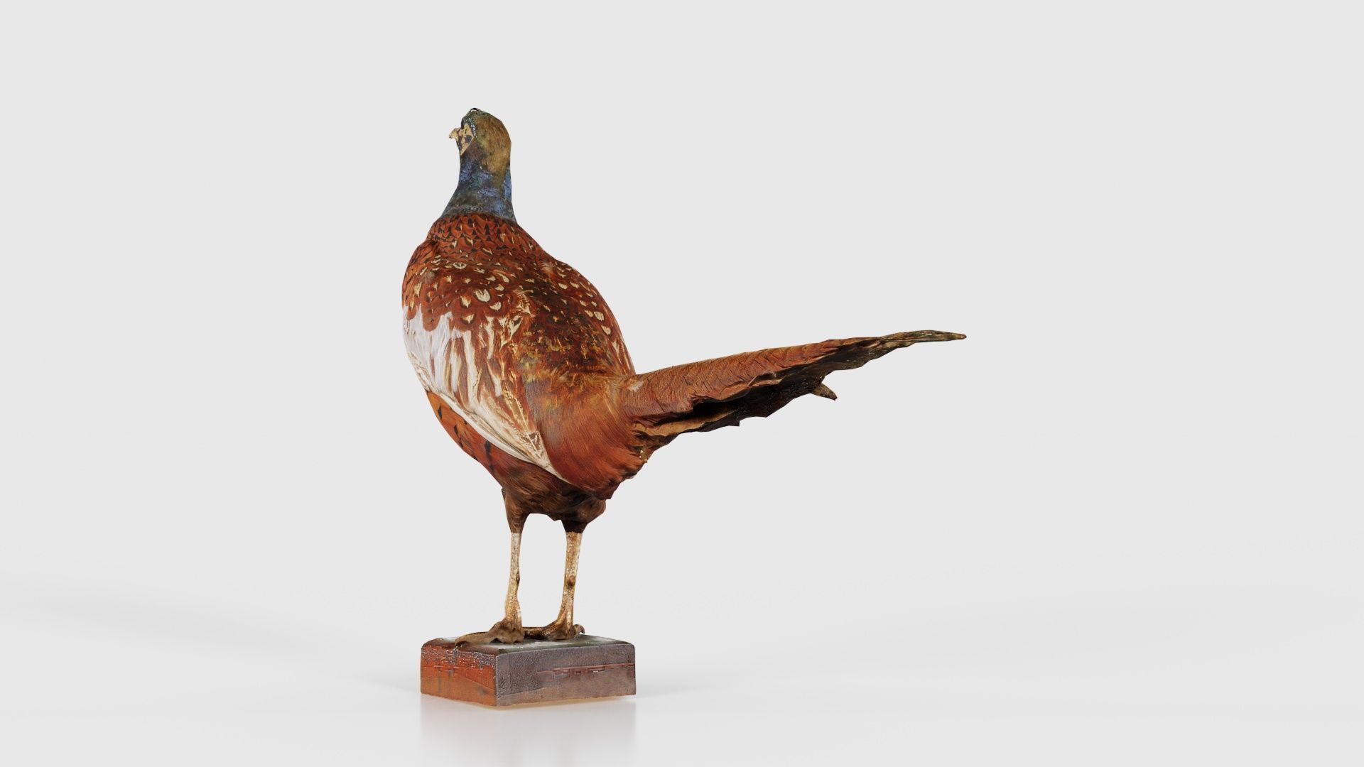 Pheasant Phasianidae Galliformes Low-poly 3D model_24