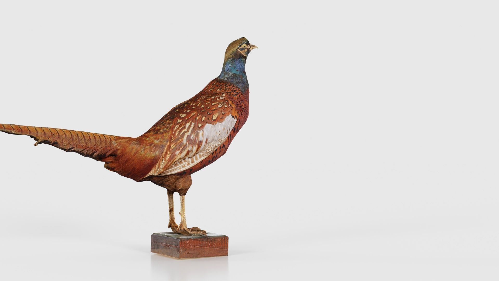 Pheasant Phasianidae Galliformes Low-poly 3D model_21
