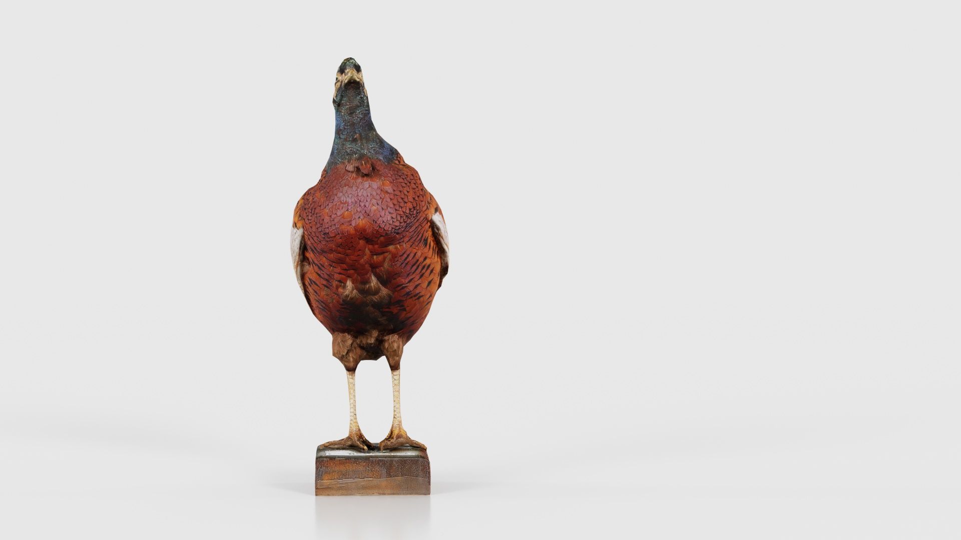 Pheasant Phasianidae Galliformes Low-poly 3D model_17