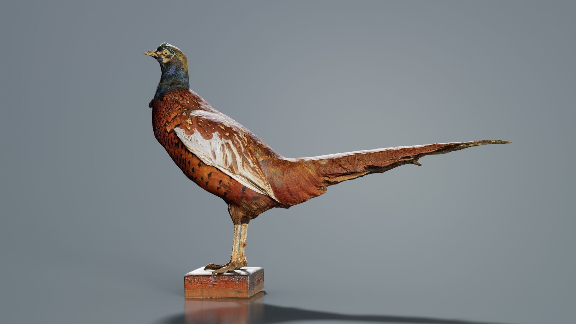 Pheasant Phasianidae Galliformes Low-poly 3D model_3