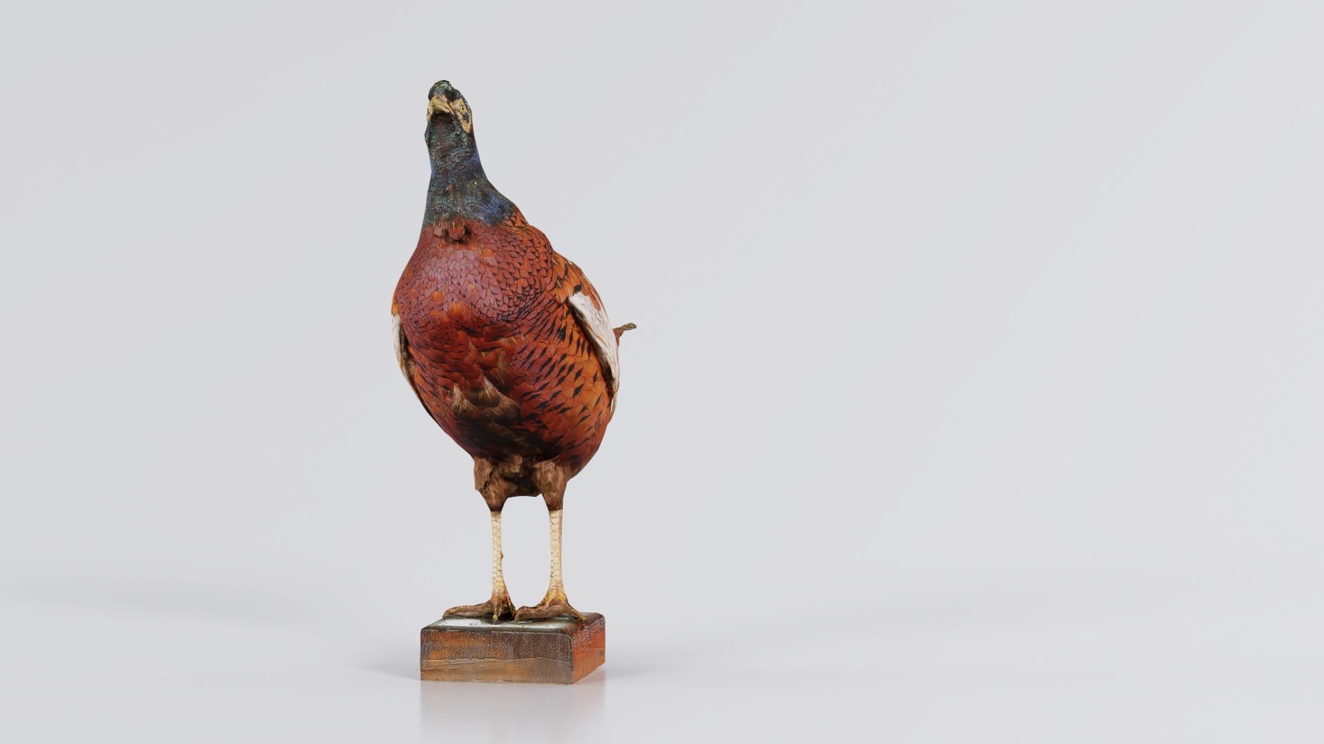 Pheasant Phasianidae Galliformes Low-poly 3D model_7