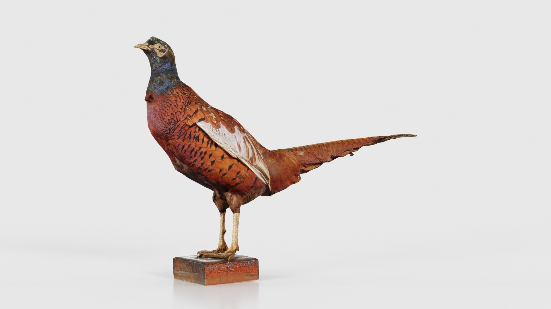Pheasant Phasianidae Galliformes Low-poly 3D model_15