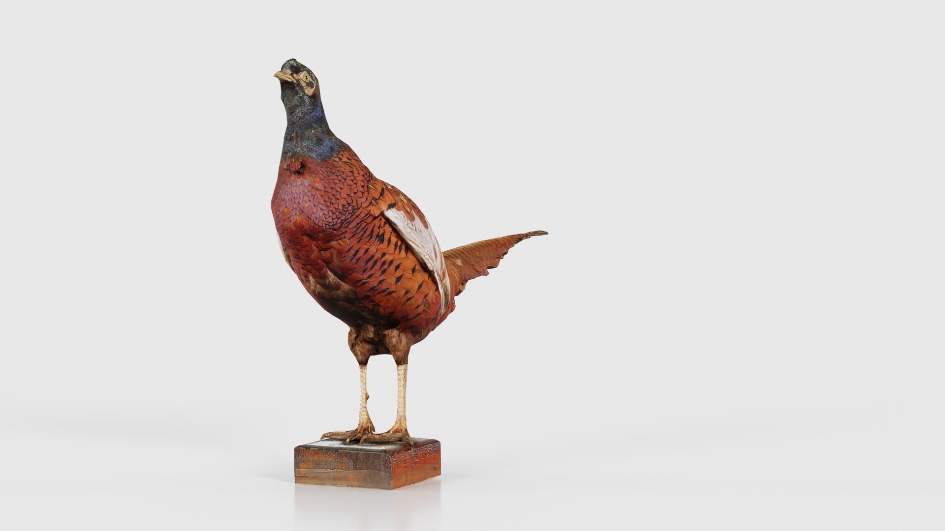 Pheasant Phasianidae Galliformes Low-poly 3D model_16