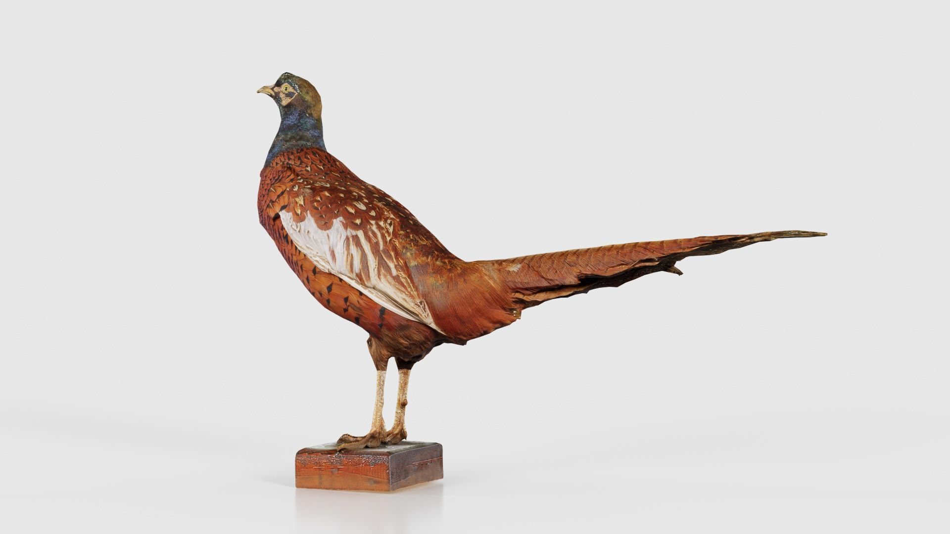 Pheasant Phasianidae Galliformes Low-poly 3D model_25