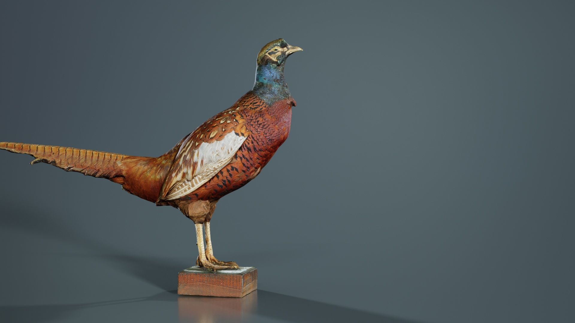 Pheasant Phasianidae Galliformes Low-poly 3D model_4