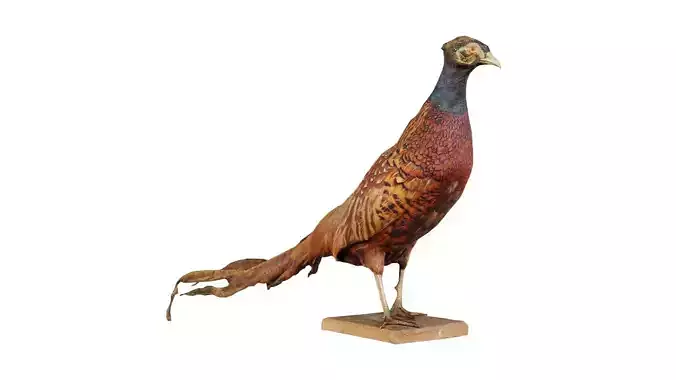 Pheasant Phasianidae Galliformes 2 Low-poly 3D model