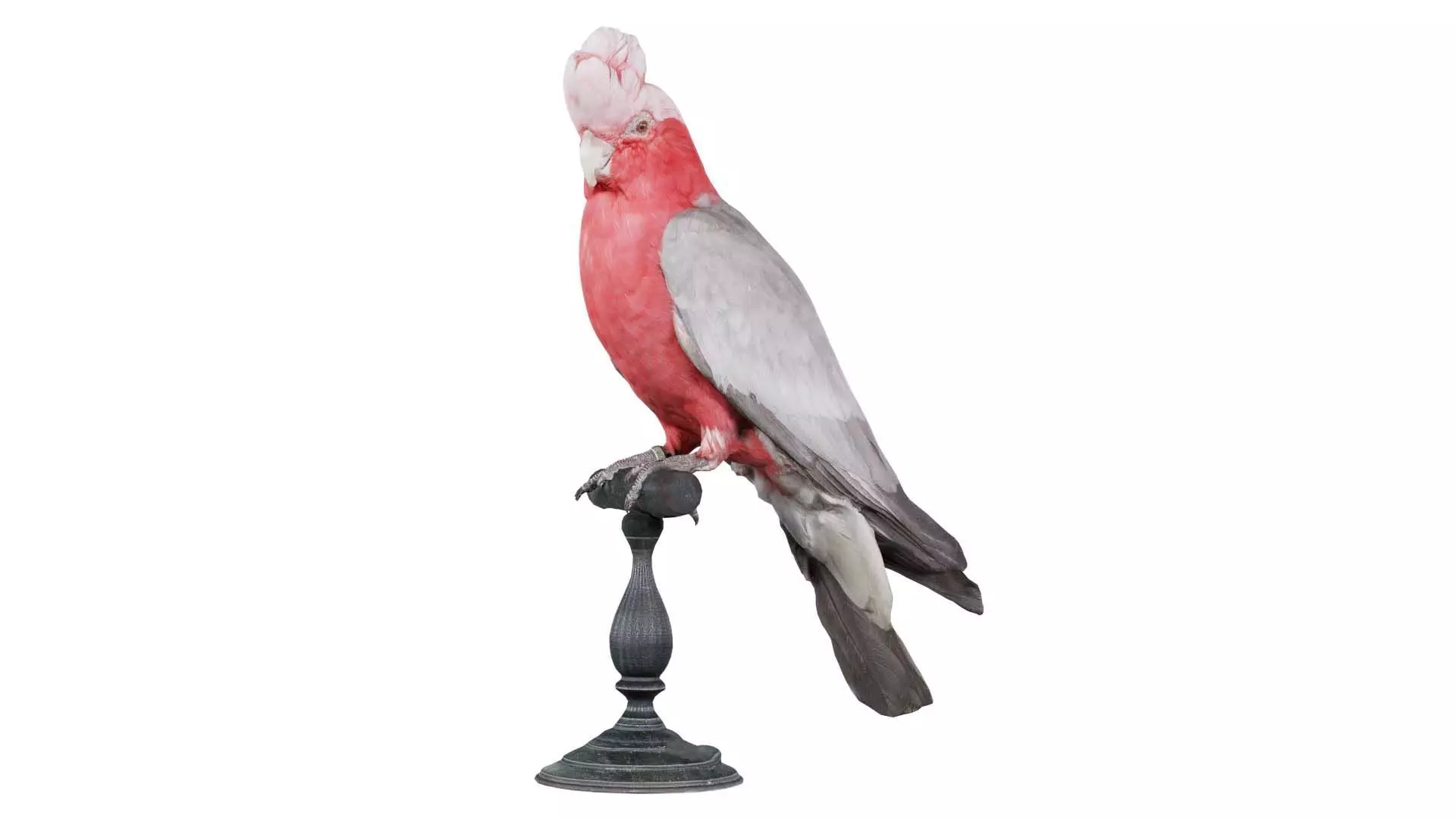 Pink Cockatoo Eolophus Roseicapilla Low-poly 3D model