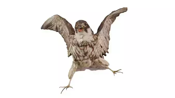 Prairie Falcon Falco Mexicanus