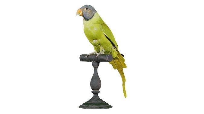 Pruimentop Bird Low-poly 3D model